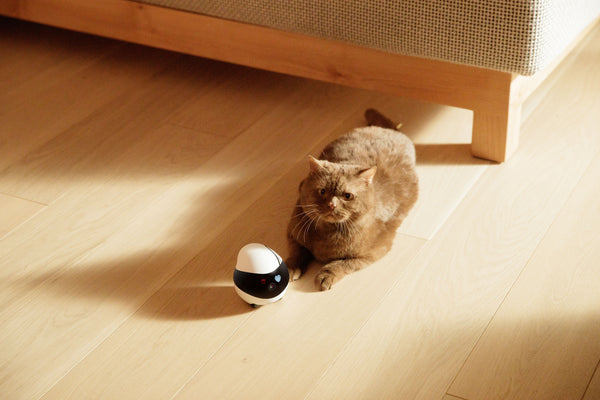 Enabot EBO Air, Home Security Pet Camera